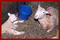 a sheep and a lamb